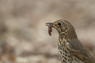 Song thrush (Turdus philomelos) adult garden bird with a worm for food in its beak in spring,