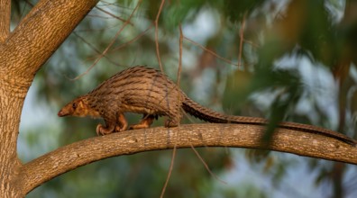 Pangolin climbing a tree, White-bellied pangolin (Phataginus tricuspis, Manis tricuspis), Western