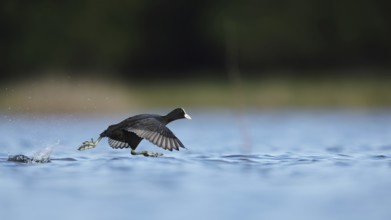 A European coot gracefully glides over the calm waters of a lake in Puebla de BeleÃ±a, Spain. The