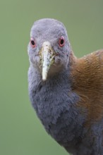Slaty-breasted Wood-Rail (Aramides saracura) on the ground in the Atlantic rainforest of southeast