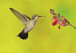 Black-chinned Hummingbird (Archilochus alexandri), Arizona, USA