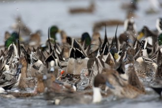 Northern Pintail (Anas acuta) female