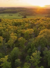 View over a dense forest and green fields in the golden light of sunset, forest pasture project,