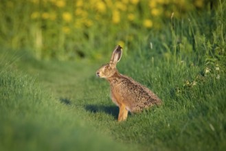 A hare sits in front of a flowering rape field near Frankfurt am Main, Frankfurt am Main, Hesse,