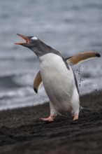Gentoo Penguin (Pygoscelis papua) calling, Antarctica