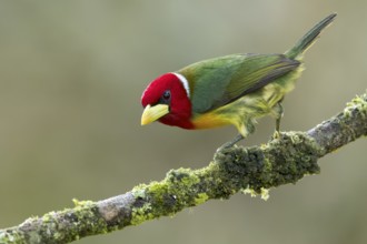 Red-headed Barbet (Eubucco bourcierii) perched on a branch in Colombia, South America