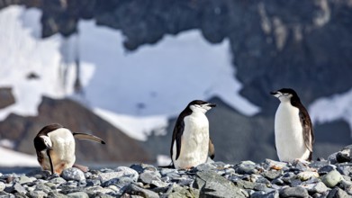 Three penguins on stony ground with snow-covered hinterland and rocky backdrop, chinstrap penguin