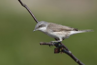 Lesser Whitethroat (Sylvia curruca), Schleswig-Holstein, Germany