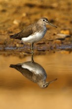 Green Sandpiper (Tringa ochropus), Castile-La Mancha, Spain