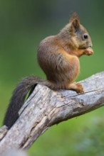 Squirrel, animals, mammals, biotope, habitat, foraging, eats, squirrel, Lentiira, Lentiira Kuhmo,