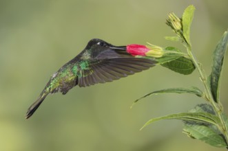 Admirable Hummingbird (Eugenes spectabilis), Costa Rica