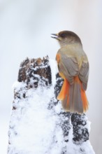 Siberian Jay (Perisoreus infaustus), Finland