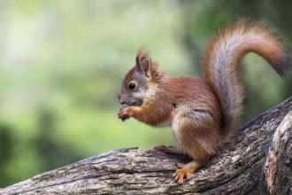 Squirrel (Sciurus vulgaris), South Africa
