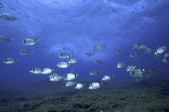 Two-banded seabream (Diplodus vulgaris)