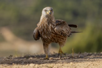 Red kite (Milvus milvus), on the ground, Catalonia, Spain