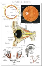 Historic anatomical illustration, 19th century, human Eye, menschliches Auge, anatomische