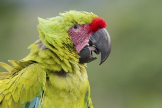 Portrait of an endangered great green macaw