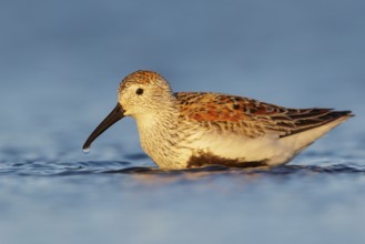 Dunlin (Calidris alpina) feeding along a river in Nome, Alaska