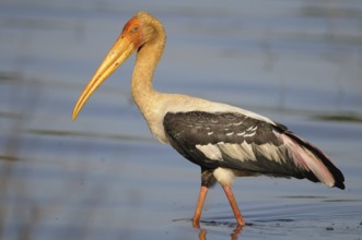 Painted Stork (Mycteria leucocephala), Sri Lanka