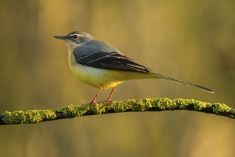 A Grey Wagtail, Motacilla cinerea, balances elegantly on a moss-covered branch, its yellow