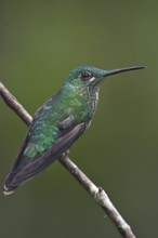 Green-crowned Brilliant (Heliodoxa jacula), Costa Rica