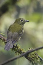 Olivaceous Piha (Snowornis cryptolophus), Pichincha, Ecuador