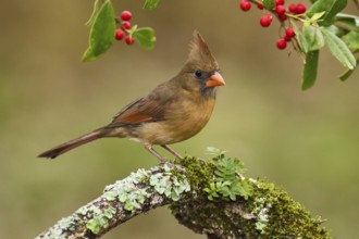 Northern Cardinal (Cardinalis cardinalis) female perched on a branch, Texas, USA