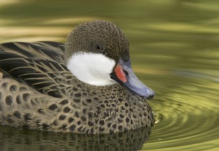 White-cheeked Pintail (Anas bahamensis), Arizona, USA