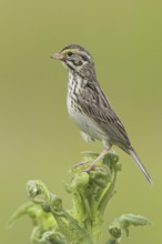 Savannah Sparrow (Passerculus sandwichensis), British Columbia, Canada