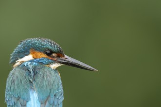 Common kingfisher (Alcedo atthis) adult male bird head portrait, England, United Kingdom