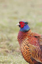 Pheasant, hunting pheasant (Phasianus colchicus), adult male bird in a meadow, animal portrait,