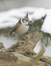 European Crested Tit (Lophophanes cristatus), Saxony, Germany