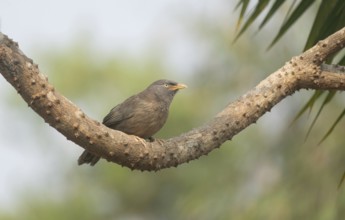 A jungle babbler (Argya striata) on a tree branch, Sreepur, Gazipur, Bangladesh