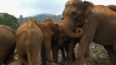 A group of Asian elephants (elephus maximus) gather close together in the jungle, the atmosphere is