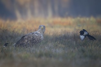 White-tailed Eagle & Eurasian Magpie (Haliaeetus albicilla & Pica pica), Poland