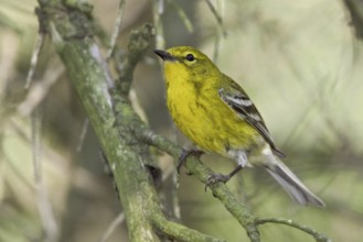 Pine Warbler (Setophaga pinus), Ontario, Canada