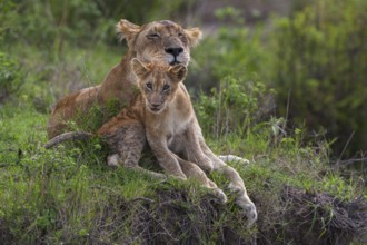 Lioness (Panthera leo) motherly love, South Africa