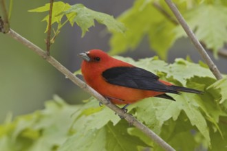 Scarlet Tanager (Piranga olivacea) male, Ontario, Canada