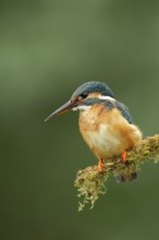Common kingfisher (Alcedo atthis) adult female bird on a moss covered tree branch, England, United