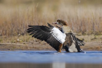Egyptian Goose (Alopochen aegyptiaca) bathing, North Rhine-Westphalia, Germany