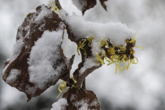 Witch hazel (Hamamelis mollis Pallida) in the snow, Emsland, Lower Saxony, Germany