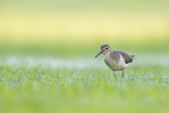 Sandpiper, sandpiper (Actitis hypoleucos), snipe family, snipe, biotope, habitat, foraging in a wet