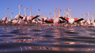 Stunning image depicting pink flamingos participating in their nuptial display in the serene waters
