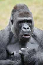 Western lowland gorilla (Gorilla gorilla gorilla), male, silverback, portrait, captive, native to