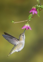 Anna's Hummingbird (Calypte anna), British Columbia, Canada