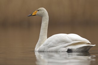 Whooper Swan (Cygnus cygnus), Saxony-Anhalt, Germany