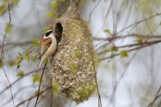 Eurasian Penduline Tit (Remiz pendulinus) female at nest, Poland