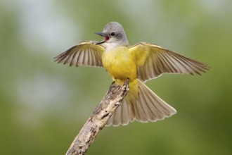 Couch's Kingbird (Tyrannus couchii) singing, Texas, USA