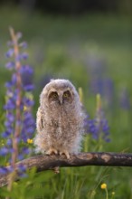 One young long-eared owl (Asio otus), sitting on a branch that is lying in a field of flowering