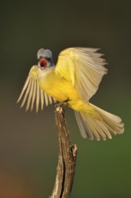 Couch's Kingbird (Tyrannus couchii) singing, Texas, USA